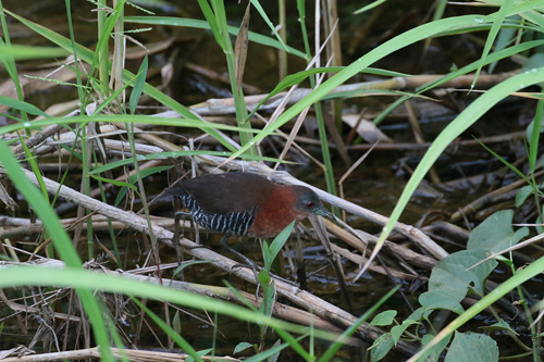 White-throated Crake